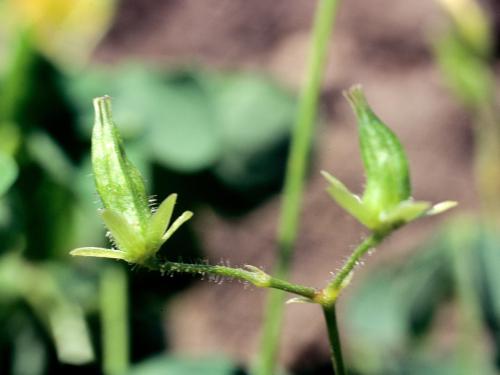 Oxalide Europe (Oxalis stricta)_15