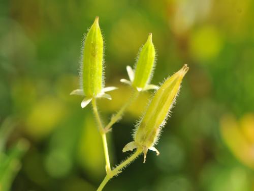 Oxalide Europe (Oxalis stricta)_17