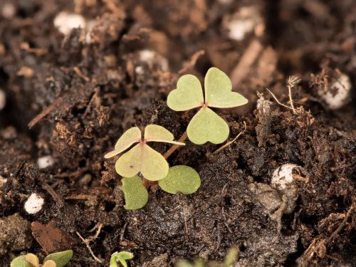 Oxalide Europe (Oxalis stricta)_20