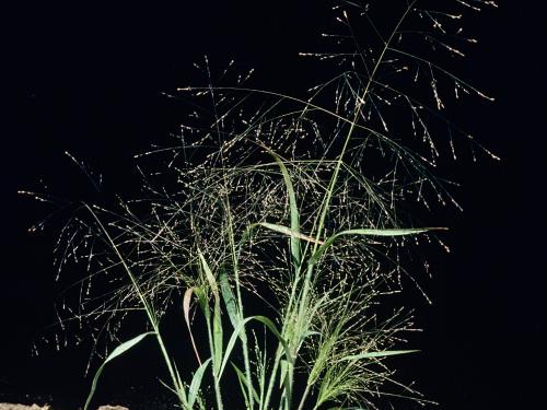 Panic capillaire (Panicum capillare)_6