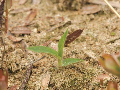 Panic capillaire (Panicum capillare)_7