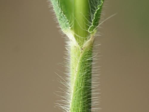 Panic capillaire (Panicum capillare)_9