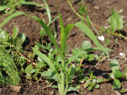 Panic capillaire (Panicum capillare)_14