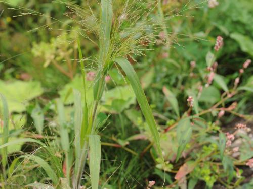 Panic capillaire (Panicum capillare)_19