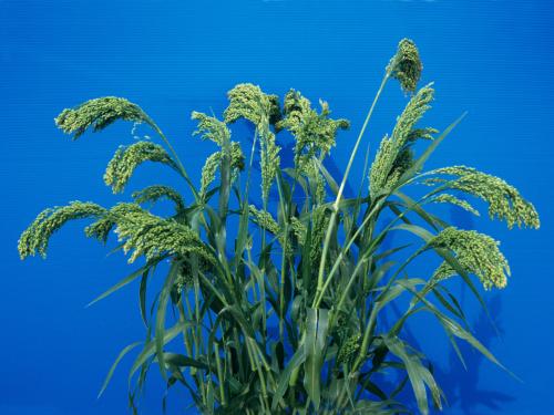 Panic millet (Panicum miliaceum)_2