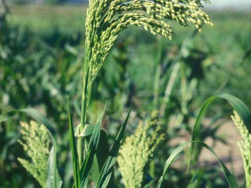 Panic millet (Panicum miliaceum)_7