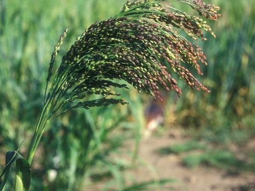 Panic millet (Panicum miliaceum)_8