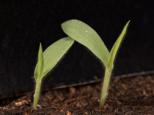 Panic millet (Panicum miliaceum)_11