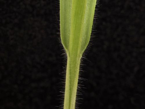 Panic millet (Panicum miliaceum)_12