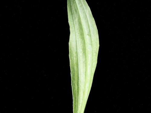 Plantain lancéolé (Plantago lanceolata)_4