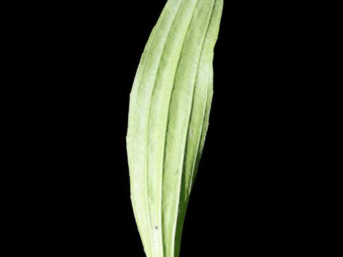 Plantain lancéolé (Plantago lanceolata)_5