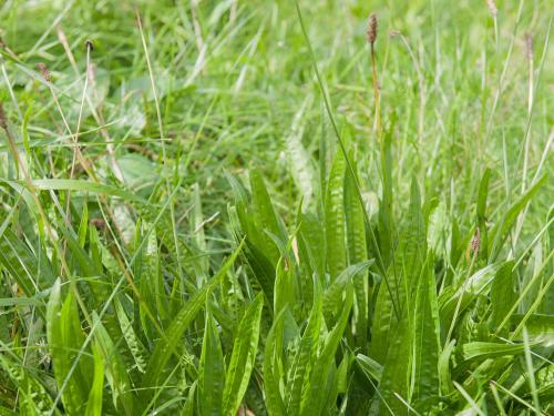 Plantain lancéolé (Plantago lanceolata)_10