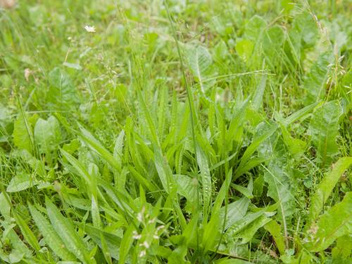 Plantain lancéolé (Plantago lanceolata)_11