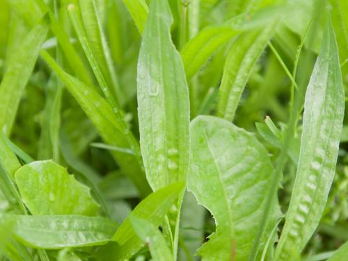 Plantain lancéolé (Plantago lanceolata)_12