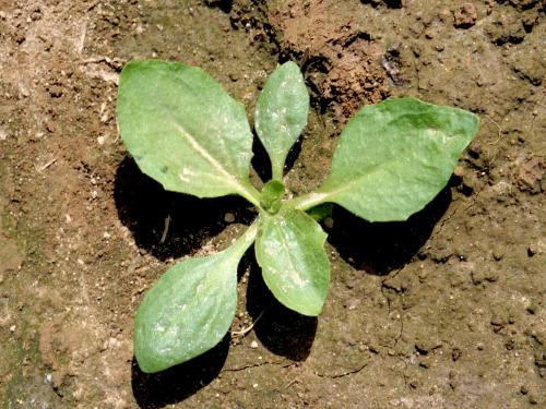 Plantain majeur (Plantago major)_3