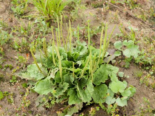 Plantain majeur (Plantago major)_10