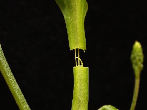 Plantain majeur (Plantago major)_19