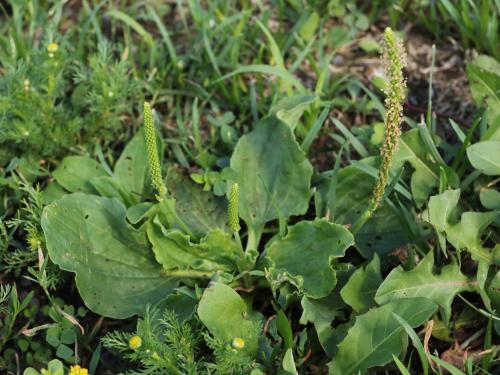 Plantain majeur (Plantago major)_20