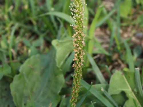 Plantain majeur (Plantago major)_21