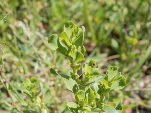 Renouée coriace (Polygonum achoreum)_8