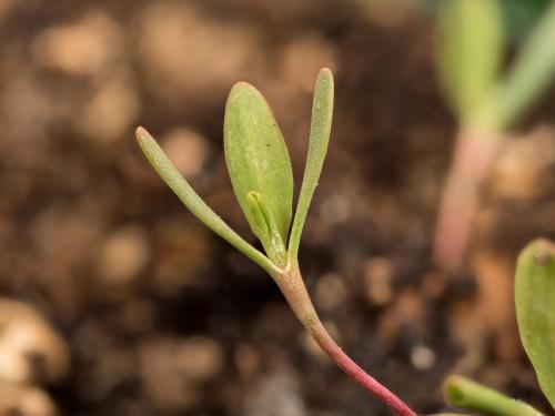 Renouée coriace (Polygonum achoreum)_14