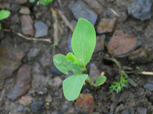 Renouée coriace (Polygonum achoreum)_16