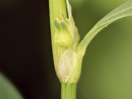 Renouée coriace (Polygonum achoreum)_18