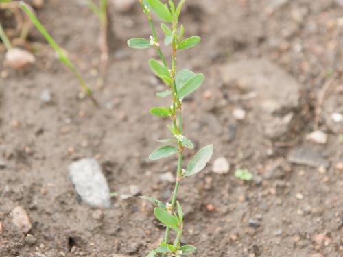 Renouée oiseaux (Polygonum aviculare)_6