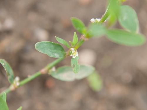 Renouée oiseaux (Polygonum aviculare)_7