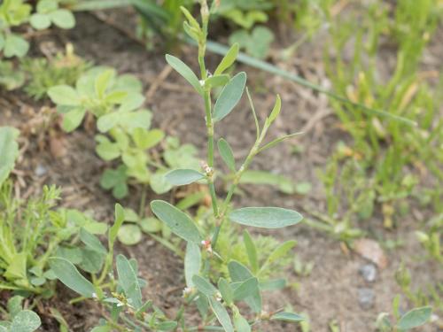 Renouée oiseaux (Polygonum aviculare)_10