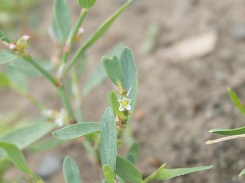 Renouée oiseaux (Polygonum aviculare)_11