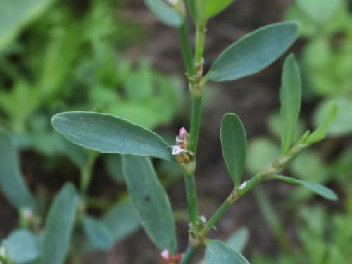 Renouée oiseaux (Polygonum aviculare)_16