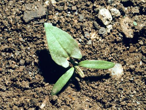 Renouée liseron (Fallopia convolvulus)_1