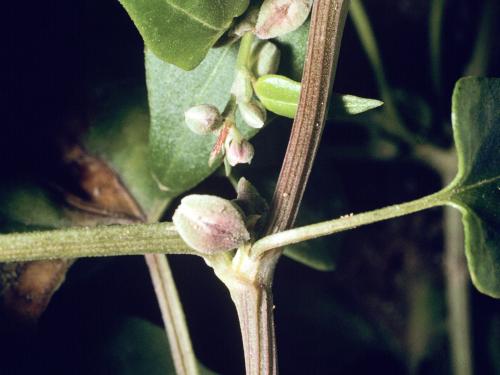 Renouée liseron (Fallopia convolvulus)_3