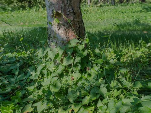 Renouée liseron (Fallopia convolvulus)_6