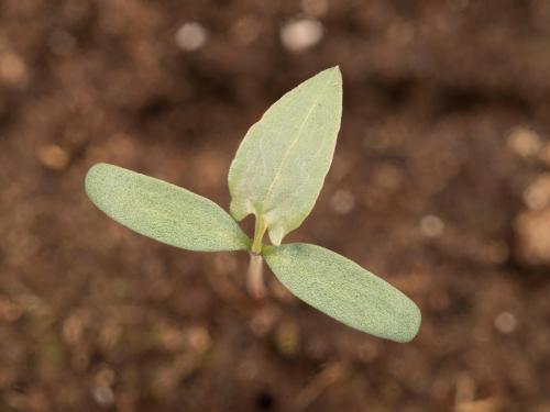 Renouée liseron (Fallopia convolvulus)_10