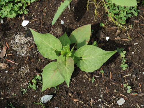 Renouée liseron (Fallopia convolvulus)_12