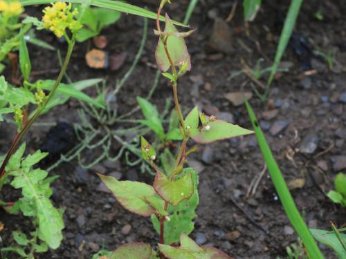 Renouée liseron (Fallopia convolvulus)_15