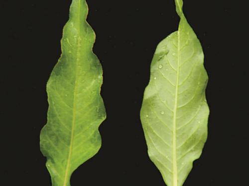 Renouée poivre eau (Persicaria hydropiper)_6