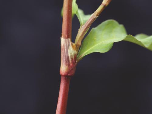 Renouée poivre eau (Persicaria hydropiper)_10