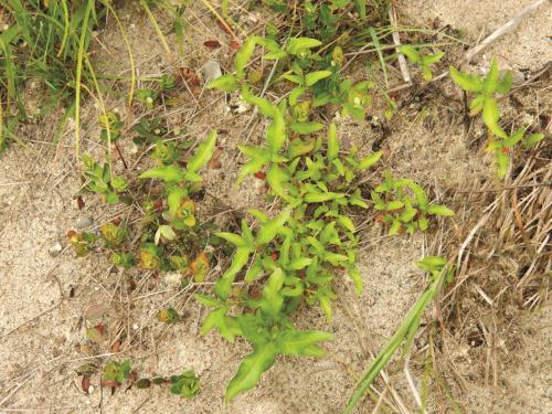 Renouée poivre eau (Persicaria hydropiper)_11