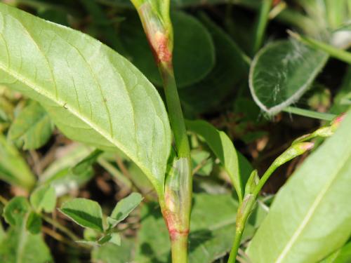 Renouée poivre eau (Persicaria hydropiper)_18