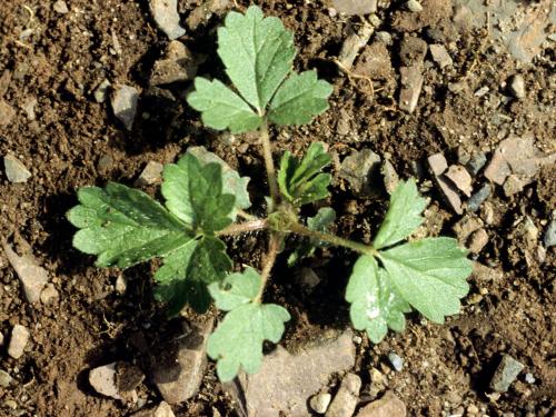 Potentille Norvège (Potentilla norvegica)_1