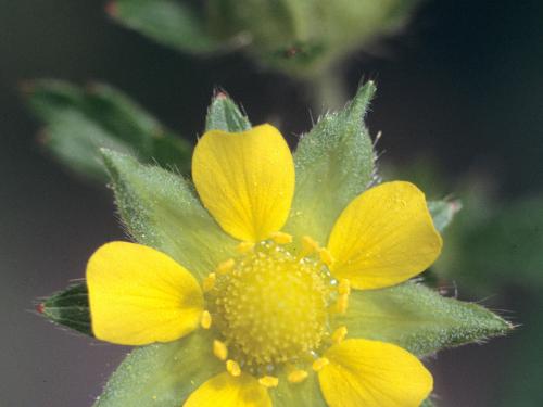 Potentille Norvège (Potentilla norvegica)_3