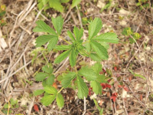 Potentille Norvège (Potentilla norvegica)_10