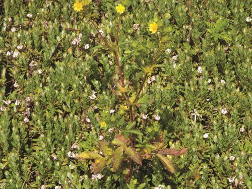 Potentille Norvège (Potentilla norvegica)_11