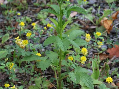 Potentille Norvège (Potentilla norvegica)_21