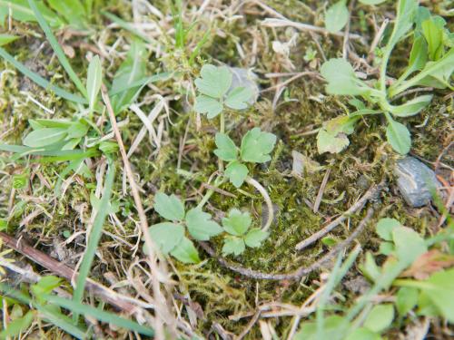 Renoncule rampante (Ranunculus repens)_7