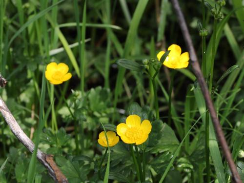 Renoncule rampante (Ranunculus repens)_15