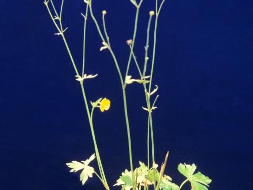 Renoncule âcre (Ranunculus acris)_2